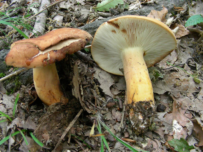 Lactarius volemus fotog. 09.06.09.