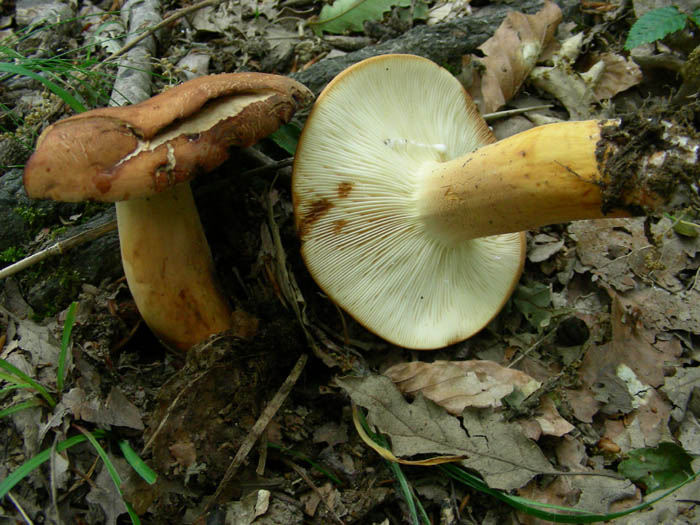 Lactarius volemus fotog. 09.06.09.