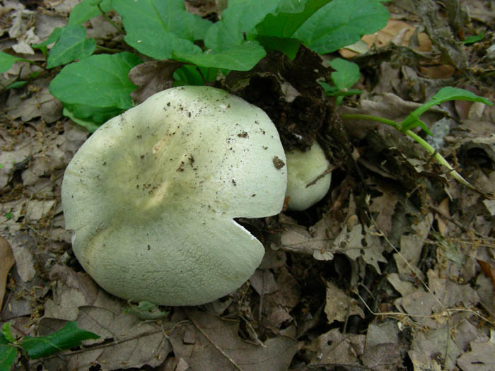 Russula virescens  fotog. 09.06.09.