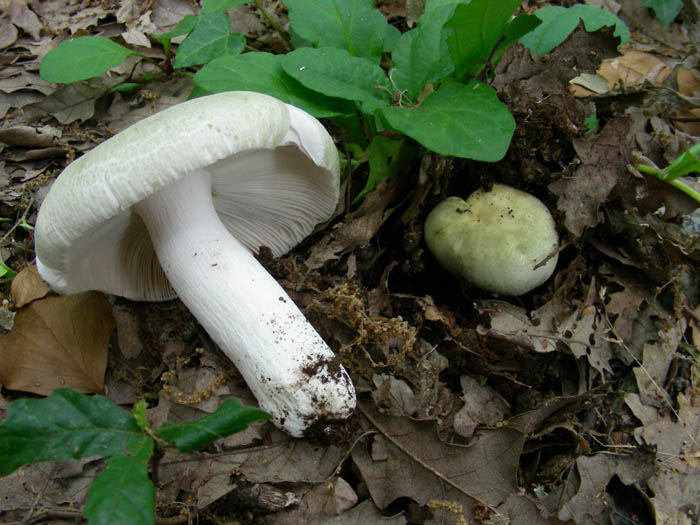 Russula virescens  fotog. 09.06.09.