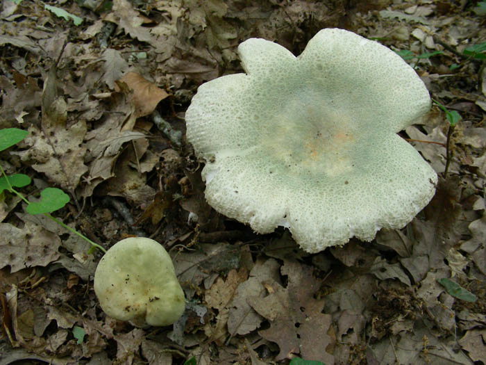 Russula virescens  fotog. 09.06.09.