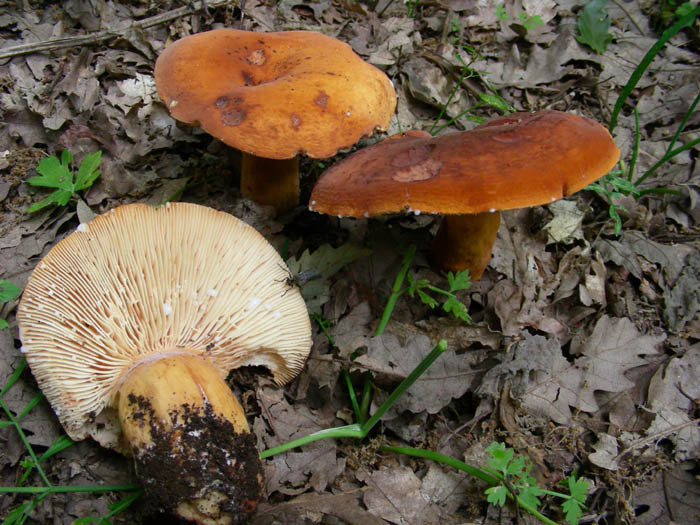 Lactarius volemus fotog. 09.06.09.