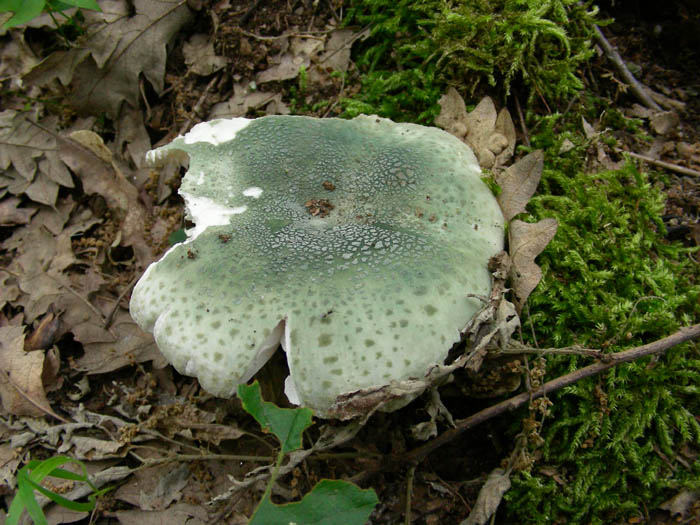 Russula virescens  fotog. 09.06.09.