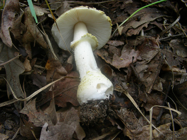 Altri ritrovamenti 14.06.08.