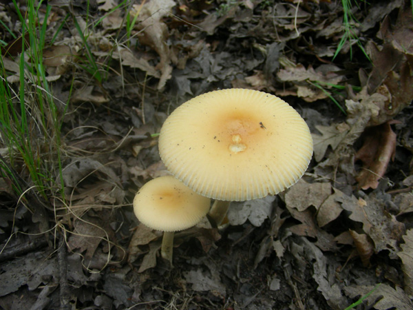 ritrovamenti 14.06.08.