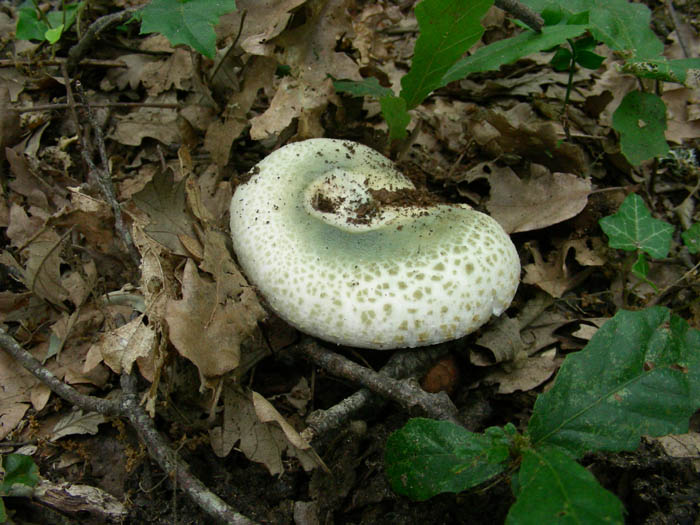 Russula virescens  fotog. 09.06.09.