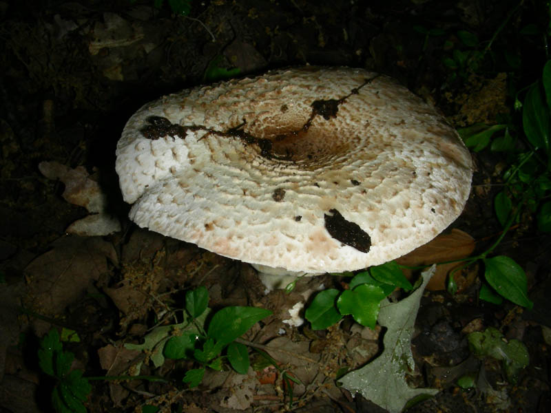 Agarcus fotog. il 25.05.2010.