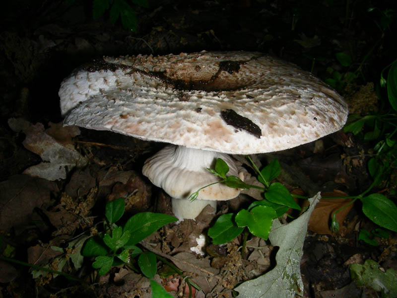 Agarcus fotog. il 25.05.2010.