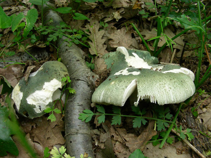 Russula virescens  fotog. 09.06.09.