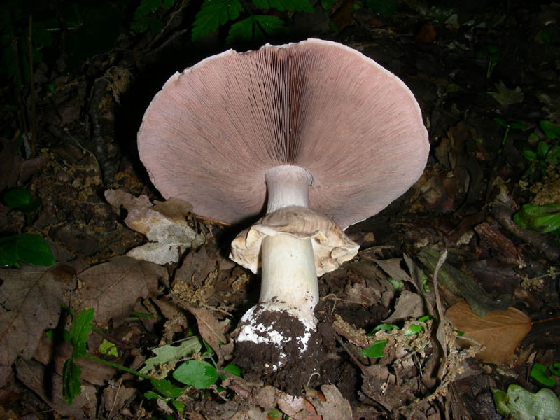 Agarcus fotog. il 25.05.2010.