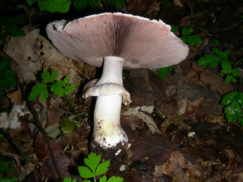 Agarcus fotog. il 25.05.2010.