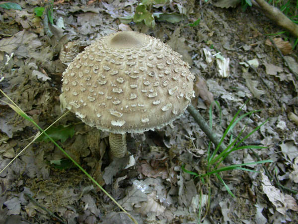 Macrolepiota procera fotog. 12.06.09.