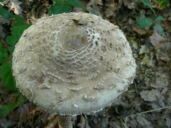 Macrolepiota procera fotog. 12.06.09.