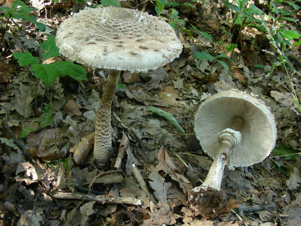 Macrolepiota procera fotog. 12.06.09.