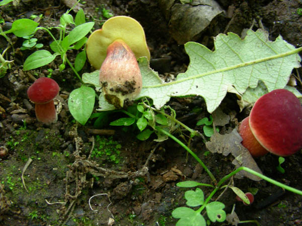 Xerocomus versicolor fotog. 12.06.09.