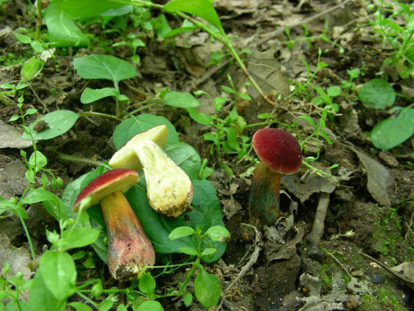 Xerocomus versicolor fotog. 12.06.09.