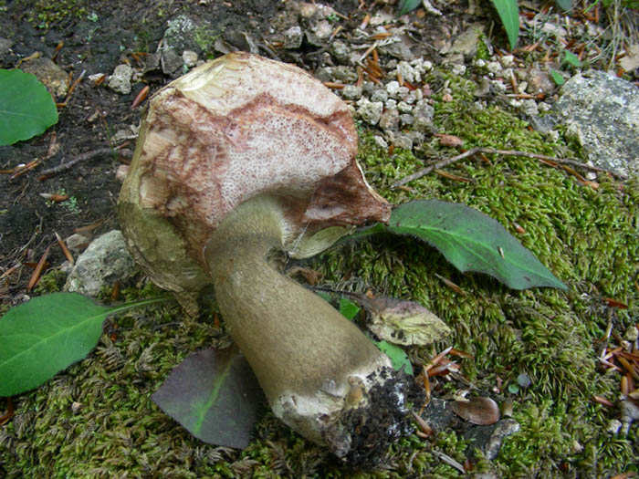 Boletus fotog.17.06.08.sotto latifoglia