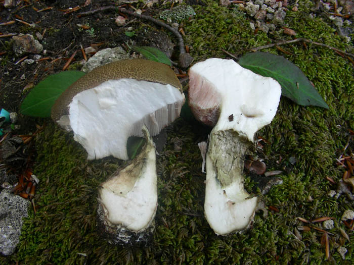 Boletus fotog.17.06.08.sotto latifoglia