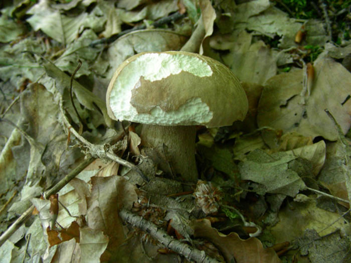 Boletus aestivalis fotog.il 16.06.09.