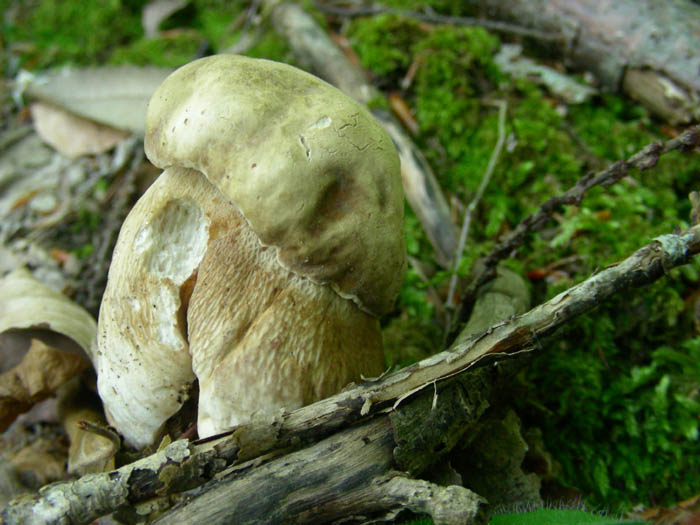 Boletus aestivalis fotog.il 16.06.09.