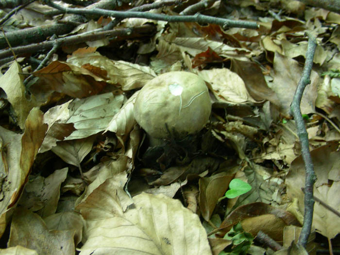 Boletus aestivalis fotog.il 16.06.09.