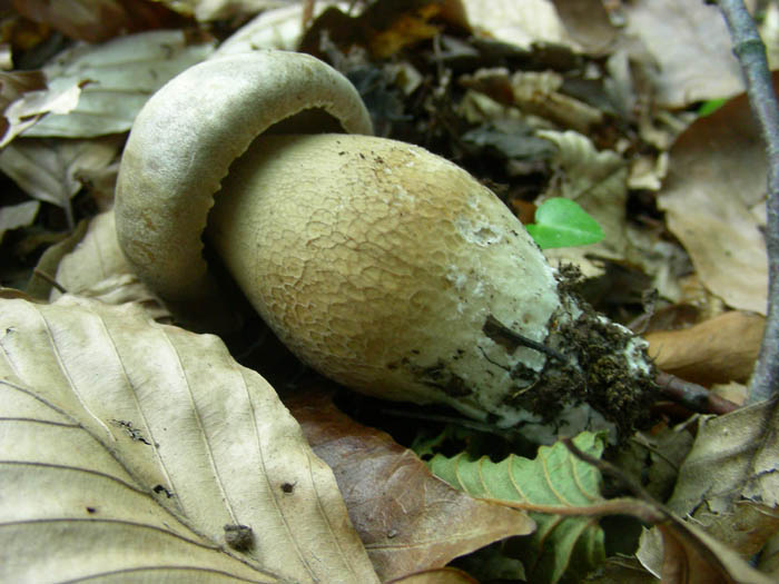 Boletus aestivalis fotog.il 16.06.09.