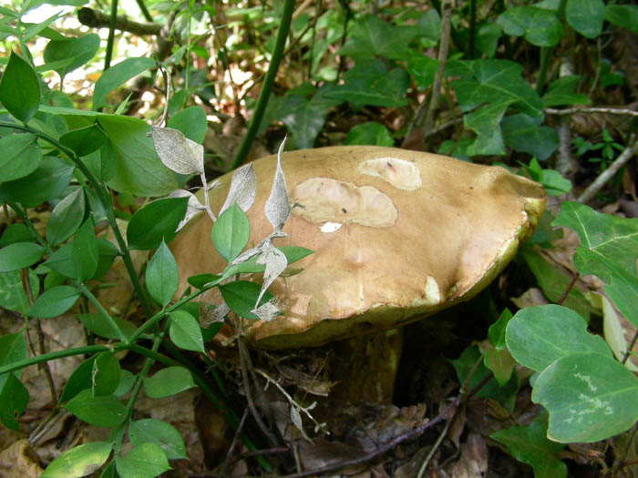 Boletus aestivalis fotog.il 16.06.09.