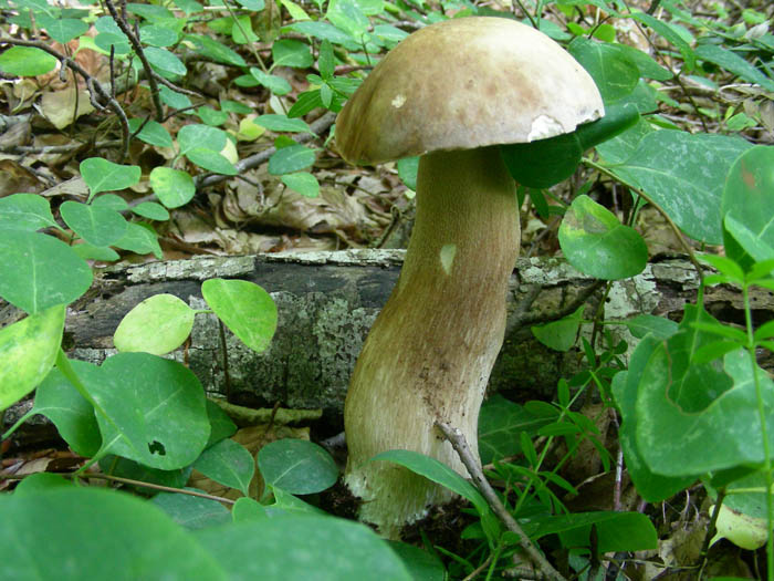 Boletus aestivalis fotog.il 16.06.09.