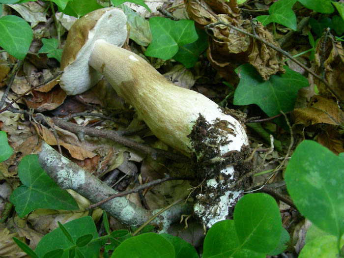 Boletus aestivalis fotog.il 16.06.09.