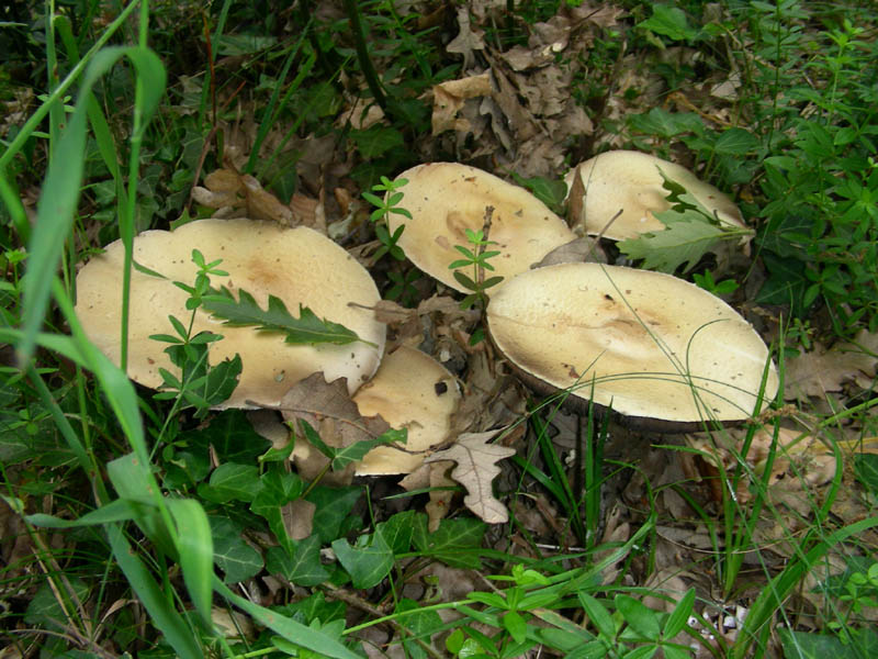Agaricus fotog. il 28.05.2010.