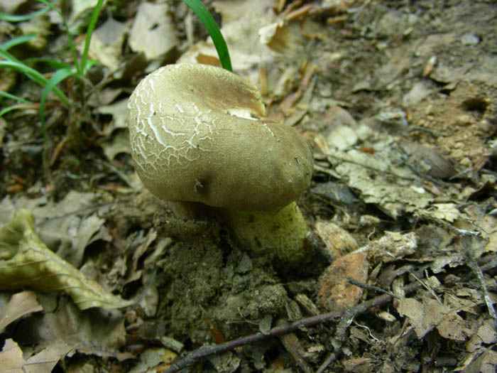 Boletus aestivalis fotog.il 16.06.09.