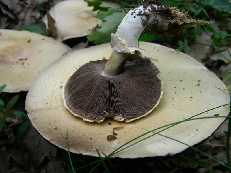 Agaricus fotog. il 28.05.2010.