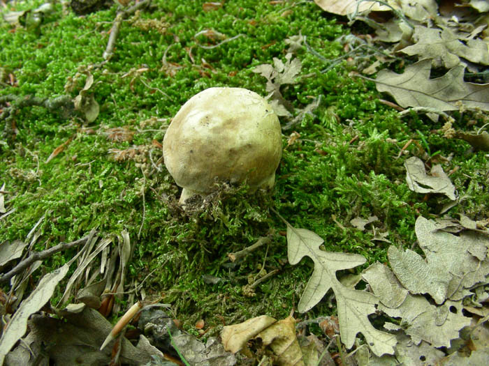 Boletus aestivalis fotog.il 16.06.09.