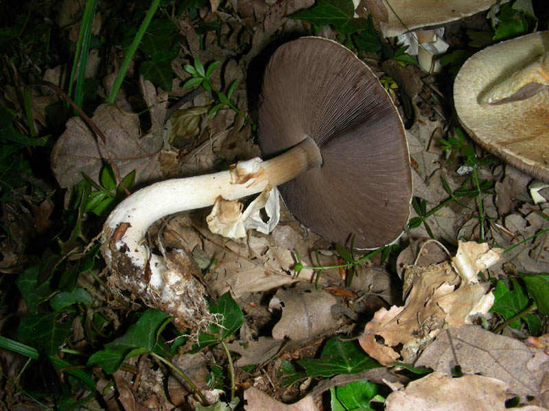 Agaricus fotog. il 28.05.2010.