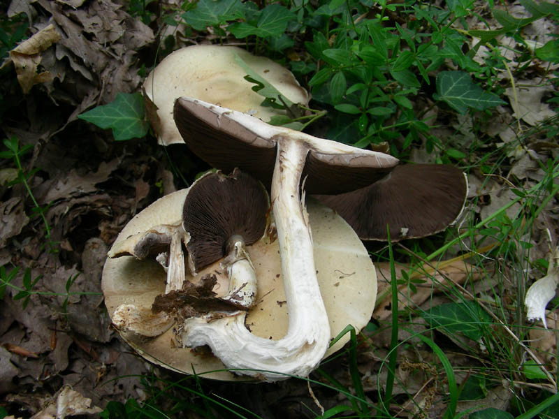 Agaricus fotog. il 28.05.2010.