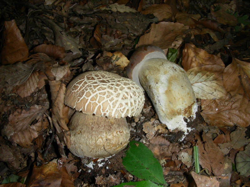 Passegiando si trovano fotog. il 28.05.2010.