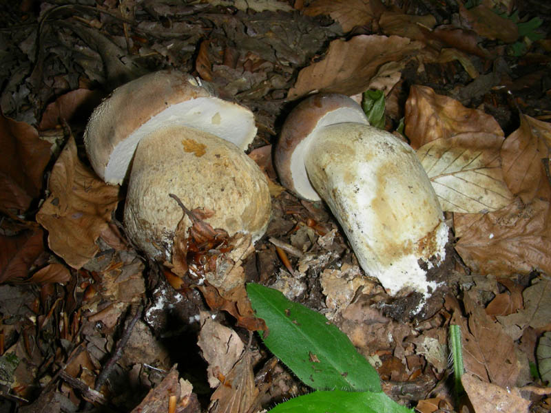 Passegiando si trovano fotog. il 28.05.2010.