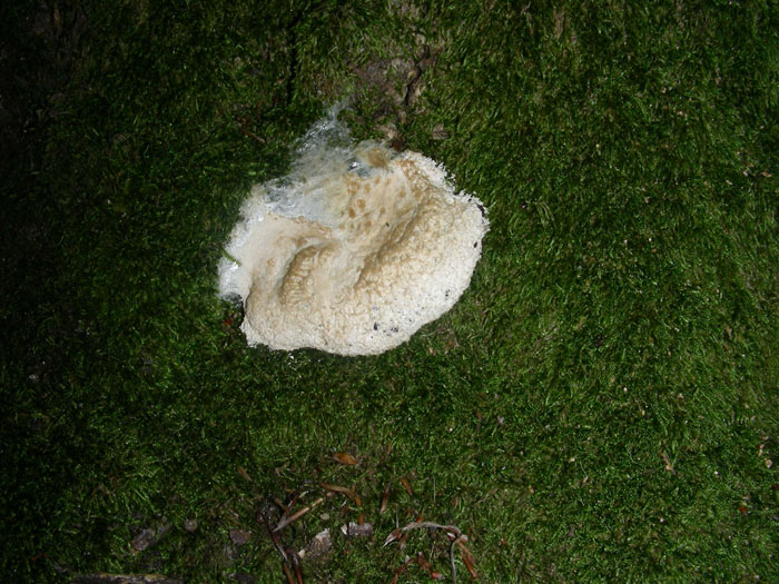 Sono solo quattro da determinare grazie.