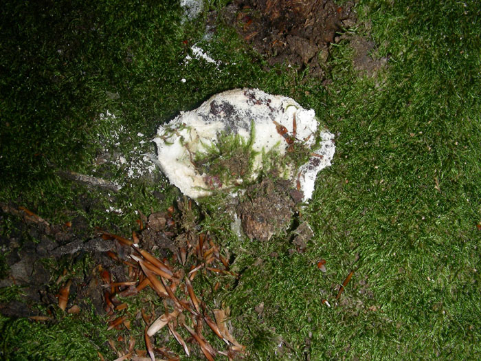 Sono solo quattro da determinare grazie.