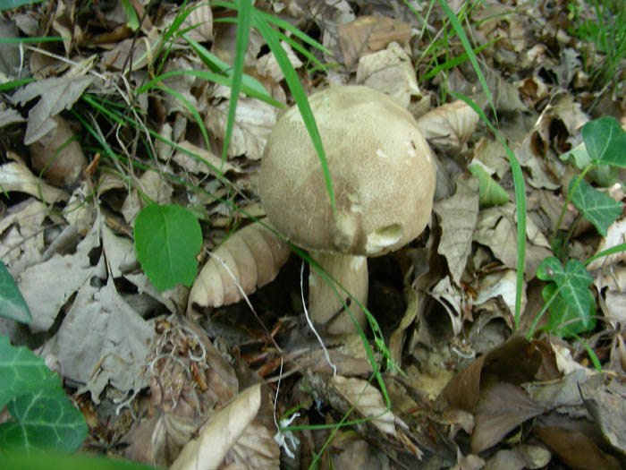 Boletus fotog.19.06.09.