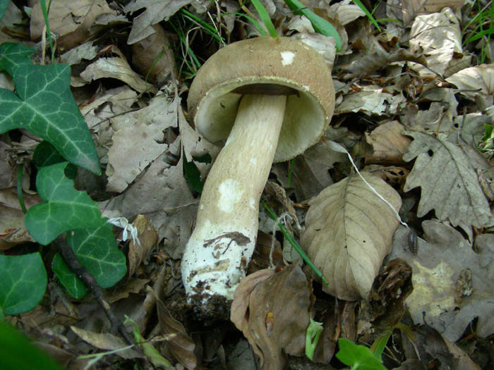 Boletus fotog.19.06.09.