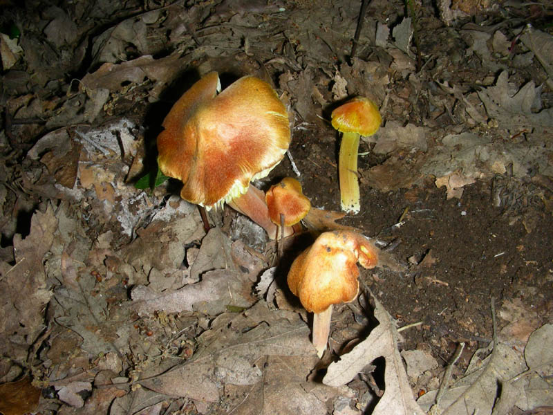 Hyrgocybe fotog. il 01.06.2010.