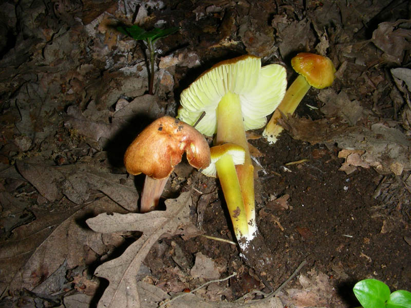Hyrgocybe fotog. il 01.06.2010.