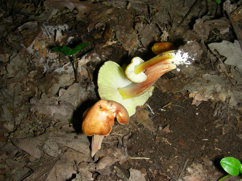 Hyrgocybe fotog. il 01.06.2010.