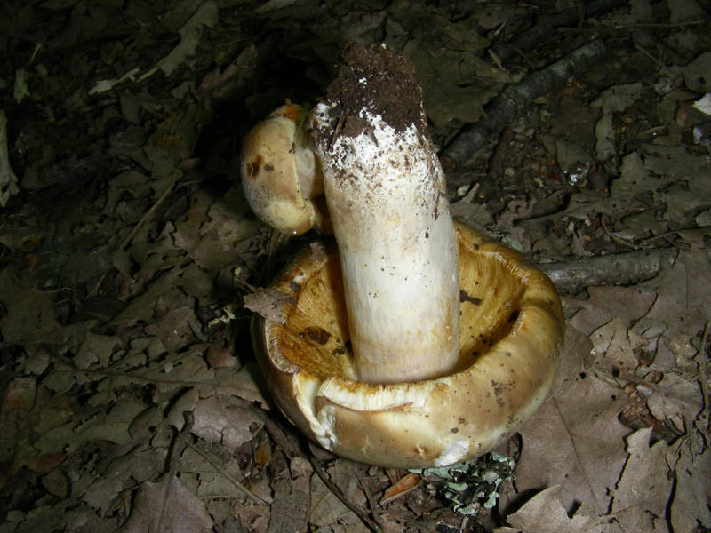 Fotog.01.06.2010.