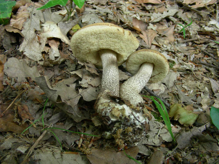 Leccinum scabrum fotog.19.06.09.