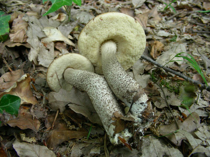 Leccinum scabrum fotog.19.06.09.