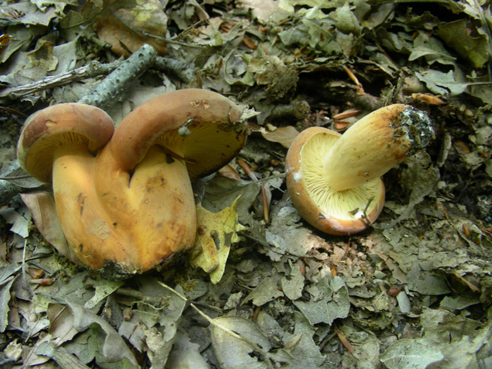 Lactarius volemus.