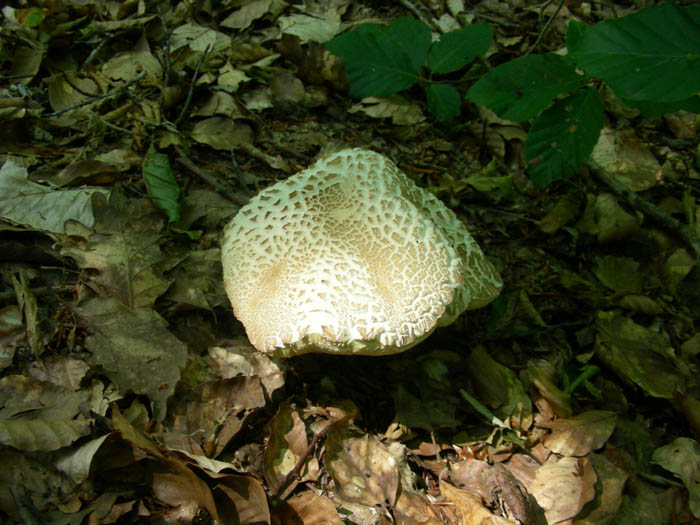 Boletus fotog.19.06.09.