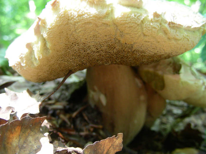 Boletus fotog.19.06.09.